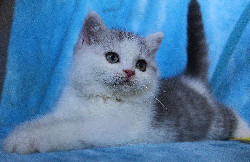 Britisch Kurzhaar Katzenbabys</A>